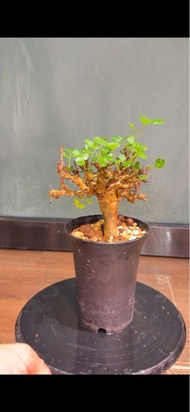 Commiphora stocksiana 黃金橄欖