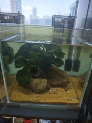 Fish tank 魚缸 20cm 方缸