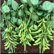 100% fresh and fresh raw Edamame beans picked straight from the garden