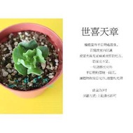 心栽花坊-世喜天章(3吋)(多肉植物)售價120特價100