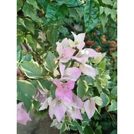 Cutting Bougainvillea Keratan Bunga kertas Batik Pink Putih