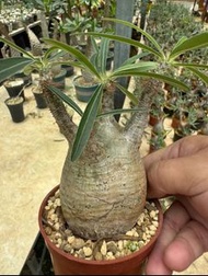 象牙宮(多肉植物，塊根植物，球根植物，龍舌蘭，大型多肉植物，仙人掌，仙人球，仙人頭，石化，綴，菊水，海鮮，草球，牡丹，玉露，室內外，戶外，夠光)