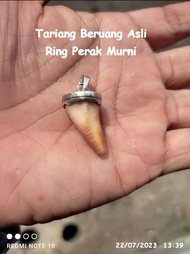 Liontin Taring Beruang Asli Ring Perak Murni