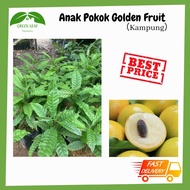 Green Leaf Nursery - Golden Fruit (Kampung) /Anak Pokok Buah Abiu 黄金果树苗（土种)/READY STOCK!!!