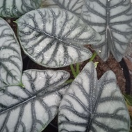 ALOCASIA DRAGON SILVER/ALOCASIA TENGKORAK