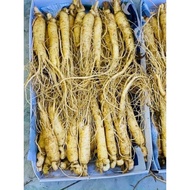 FRESH GINSENG TYPE 22-28 Roots /1kg_KOREAN STANDARD FRESH GINSENG