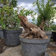 PROMO BAHAN BONSAI/OKULASI JALITRI/MENTAOS BESAR BERKARAKTER derwgi 7743ge