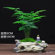 Amazing Asparagus Fern Potted Desktop Small Green Plant Office Indoor Bonsai Plant Desktop KJQE
