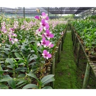 Bunga Hias Anggrek Epidendrum Orchid -Tanaman Hias Anggrek Lokal Tanaman Hidup Anggrek Orcid Bunga Hidup