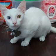 kucing putih odd eye