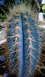 藍衣柱 "砍頭側芽" 仙人掌 藍柱 沙生植物