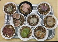 (🇭🇰HK)生石花 屁屁花 Lithops 多肉 肉錐 塊根succulent 盆景 景天 全部實物  巨型大頭，每個4cm+ 紅色$90 雙頭$120 其他$80  紫李3.xcm，$120  可拼
