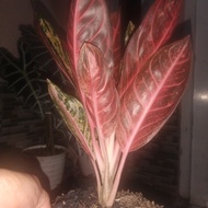 Aglonema Red Sumatra Besar Ready