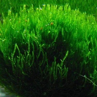 Moss weping Moss US fisident Moss Java moss minicrismos Moss ricardiaAquascape Hiasan Akuarium