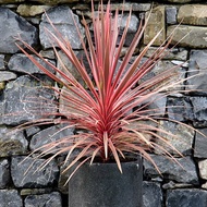Chậu cây phát tài ngũ sắc/cây ánh dương - Cordyline Australis