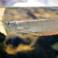 Ikan Arwana Silver Arowana Brazil Red 22cm