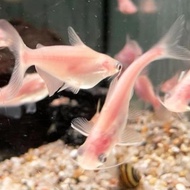 Ikan hias hiu air tawar patin tankmate