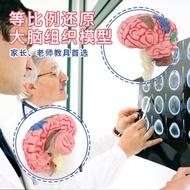 Human Brain Model Human Brain Nerve Brainstem Structure Brain Vascular Distribution Brain Function D