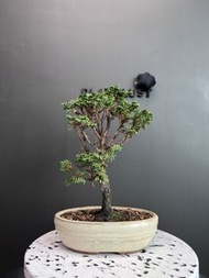 日本🇯🇵津山檜Hinoki Chamaecyparis Obtusa ヒノキ ｜植物 盆景 盆栽 bonsai 楓葉 塊根 多肉植物