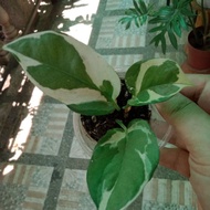 glacier pothos//////