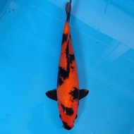 Ikan Koi Import Tosai Hiutsuri Shinoda Hq Dabisa636