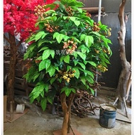 Simulation Coffee Tree Potted Plant _ Simulation Coffee Branch _ Living Room Simulation Coffee Tree 