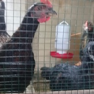 paket 1 jantan 4 betina Calon Indukan Ayam KUB usia 2,5 bulan