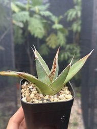 背刺藍肌龍舌蘭 Agave