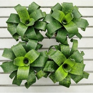 NMS / Bromeliad Vriesea Fenestralis 积水凤梨 凤梨花 12cm Pot / Outdoor Live Plant / Pokok Hidup / Pokok Hiasan