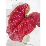 Caladium/ID:Saketdao/Keladi