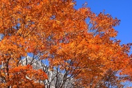 輕井澤俱樂部酒店輕井澤1130-休伊特度假村 (Karuizawa Club Hotel Karuizawa1130 / Hewitt Resort)