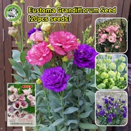 [Fast Germination/COD] 100% High Quality Fresh Rare Pink Eustoma Seeds - Original Eustoma Bonsai See