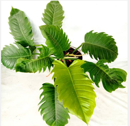 TANAMAN HIAS PHILO GREEN SAW
