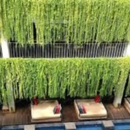 anak pokok Lee Kuan Yew creeper vernonia eliptica hiasan menjalar outdoor plant luar live pokok hidu