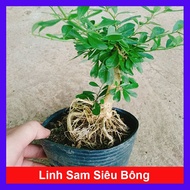 Cây Linh Sam Siêu Bông - cây cảnh bonsai để bàn
