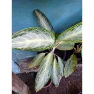 AGLAONEMA COMMUTATUM VARIETIES/LIVE PLANT