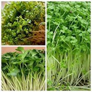 Package of 20 grams of broccoli sprout seeds