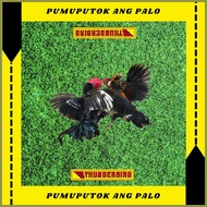 ◙ ✤ ◲ CUSTOMIZABLE Limber Matting Colored Gamefowl with Grass Background