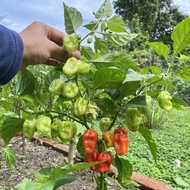 Anak pokok cili habanero @ geronong (±8 inci termasuk polibeg)