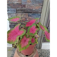 Keladi Merah | Red Caladium| real live plant| indoor or outdoor plant