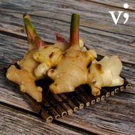 Ginger Young [ VG 46 ]