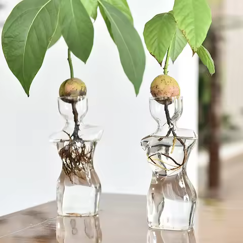 Transparent Glass Body Vase Avocado Seed Starters Vase Seed Growing Kit Avocado Vase For Gardening L