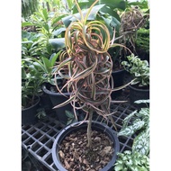 Good Fortune Auspicious Wood Beautiful Leaves