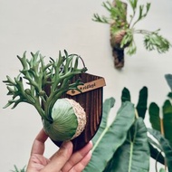 P. ridleyi 亞猴皮革鹿角蕨