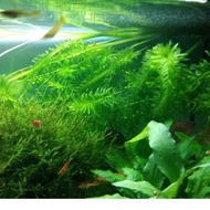 Egeria Densa (Lowtech)