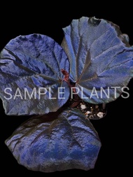 Begonia sarawak sp (Super rare plants)