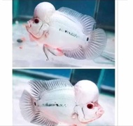 Hiasan Aquarium thaisilk platinum White 4 cm Louhan Jenong