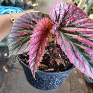 Tanaman Begonia Rex Wallet/Begonia Red Wallet