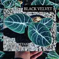 Ready Tanaman Hias Alocasia Black Velvet Bibit Bonggol Non Cod