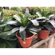 Stok Terhad Bromeliad Sales Live Plant